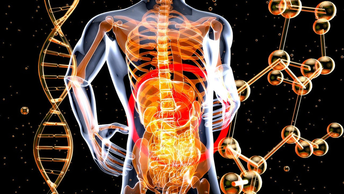 Exploring the Top 3 Gut Health Research Peptides